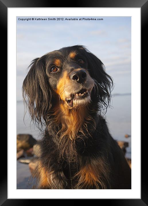 Smiling gordon setter mix dog Framed Mounted Print by Kathleen Smith (kbhsphoto)
