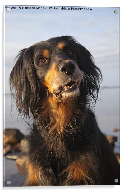 Smiling gordon setter mix dog Acrylic by Kathleen Smith (kbhsphoto)