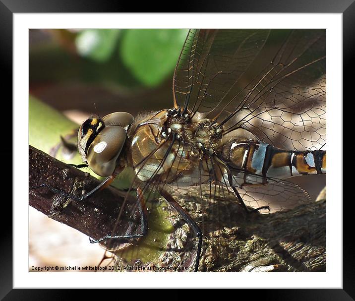 Dragonfly Framed Mounted Print by michelle whitebrook