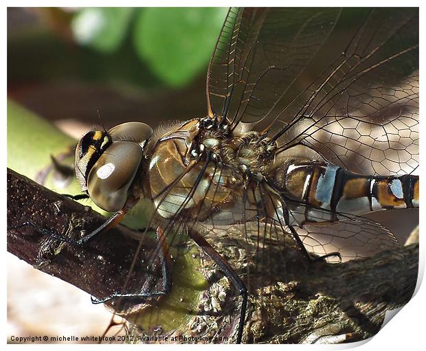 Dragonfly Print by michelle whitebrook