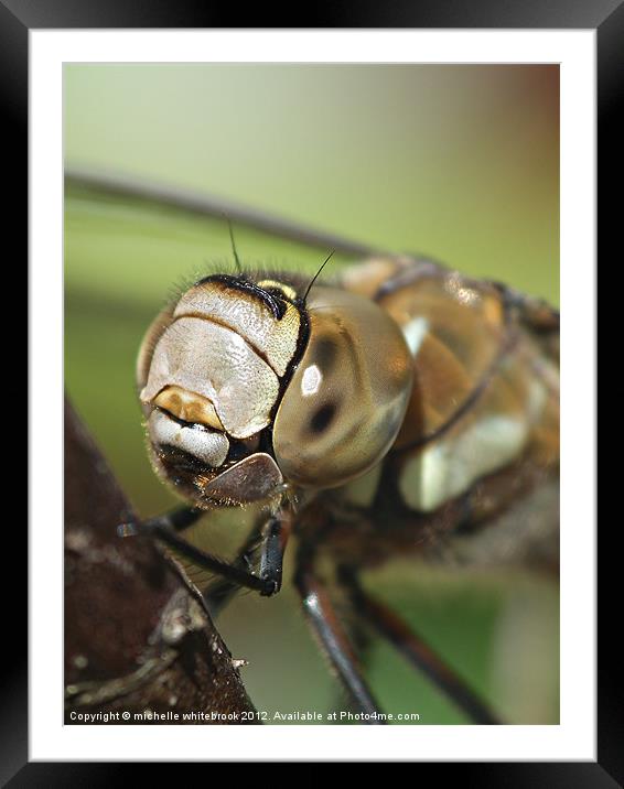 Dragonfly Head Framed Mounted Print by michelle whitebrook