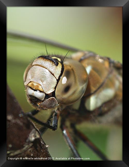 Dragonfly Head Framed Print by michelle whitebrook