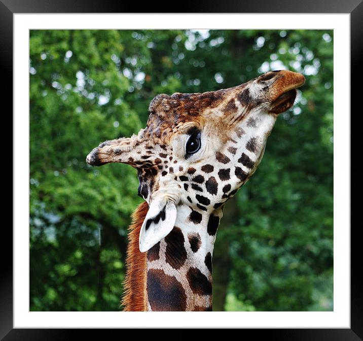 giraffe Framed Mounted Print by Amber Osburn