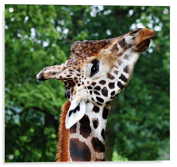 giraffe Acrylic by Amber Osburn