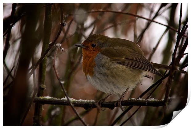 A male Robin perched on a frosty branch Print by Steve JamesSteveJ