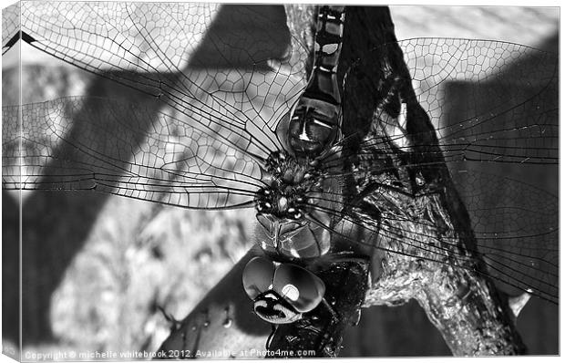 Dragonfly B/W Canvas Print by michelle whitebrook