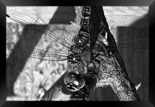 Dragonfly B/W Framed Print by michelle whitebrook