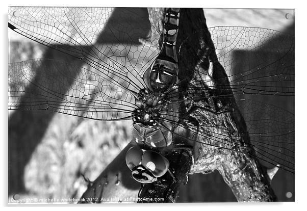 Dragonfly B/W Acrylic by michelle whitebrook