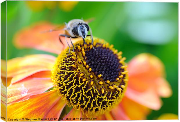 Bee Canvas Print by Stephen Maxwell