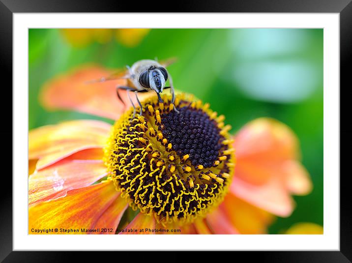 Bee Framed Mounted Print by Stephen Maxwell