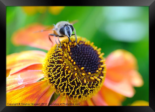 Bee Framed Print by Stephen Maxwell