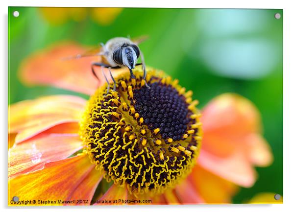 Bee Acrylic by Stephen Maxwell