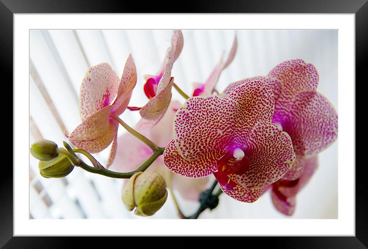 Orchids Framed Mounted Print by gemma williams