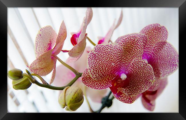 Orchids Framed Print by gemma williams