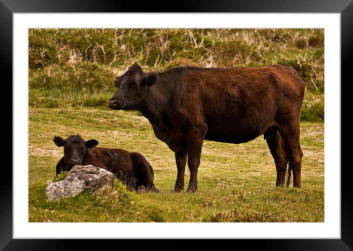 Mother and Calf Framed Mounted Print by Jay Lethbridge