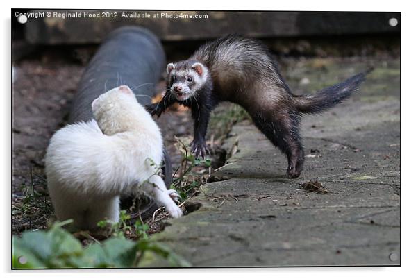 Ferrets Acrylic by Reginald Hood