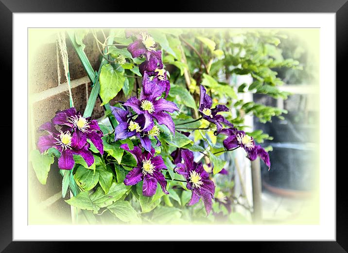 Purple Clematis Framed Mounted Print by Jacqui Kilcoyne
