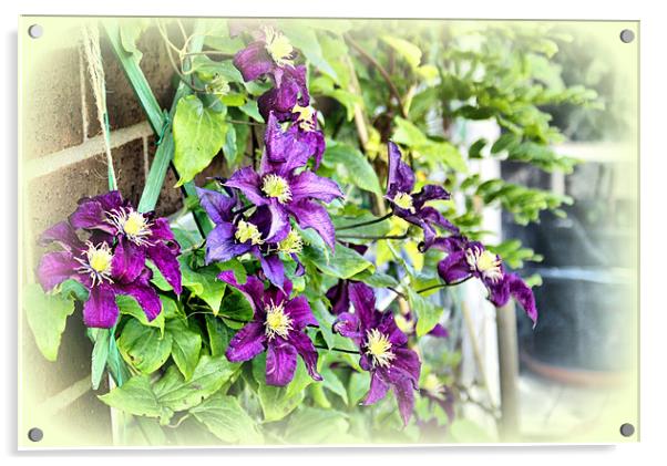 Purple Clematis Acrylic by Jacqui Kilcoyne