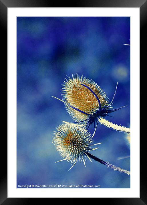 Spikey Teasels Framed Mounted Print by Michelle Orai