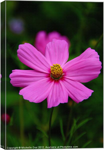 Pink Cosmos Canvas Print by Michelle Orai