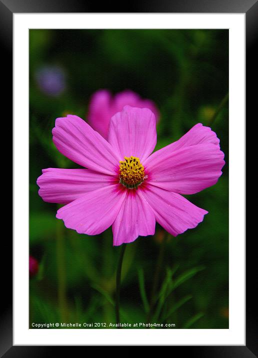 Pink Cosmos Framed Mounted Print by Michelle Orai