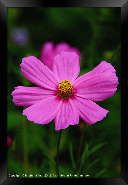Pink Cosmos Framed Print by Michelle Orai