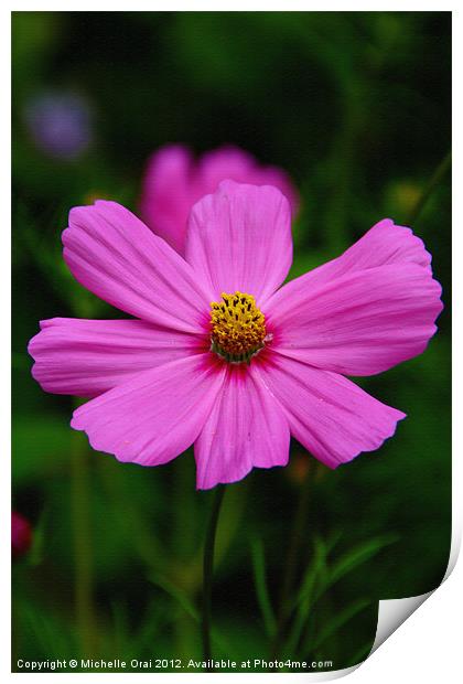 Pink Cosmos Print by Michelle Orai