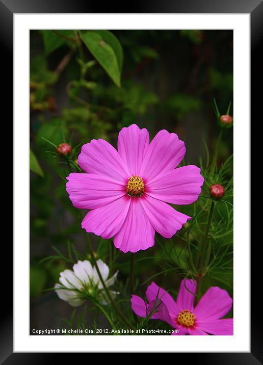 Pink Cosmos Flower Framed Mounted Print by Michelle Orai