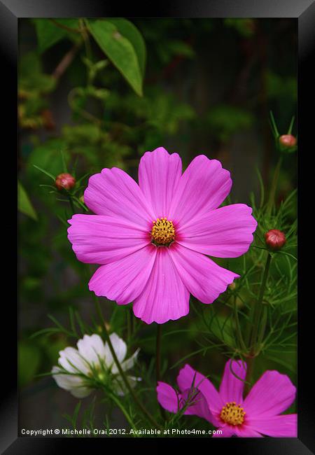 Pink Cosmos Flower Framed Print by Michelle Orai