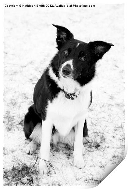Border collie dog in snow Print by Kathleen Smith (kbhsphoto)