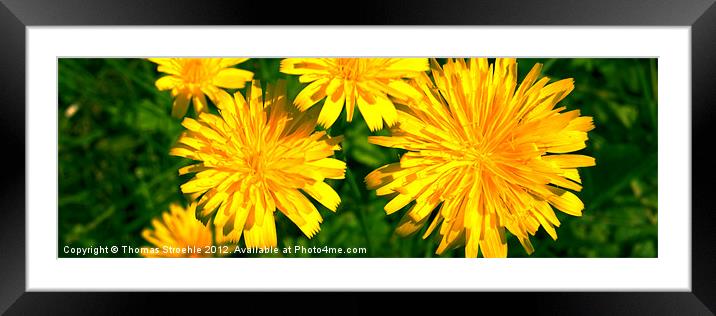 colors of the summer Framed Mounted Print by Thomas Stroehle