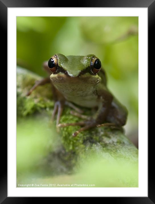 Asian Frog sitting by a pond Framed Mounted Print by Zoe Ferrie