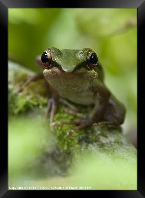 Asian Frog sitting by a pond Framed Print by Zoe Ferrie