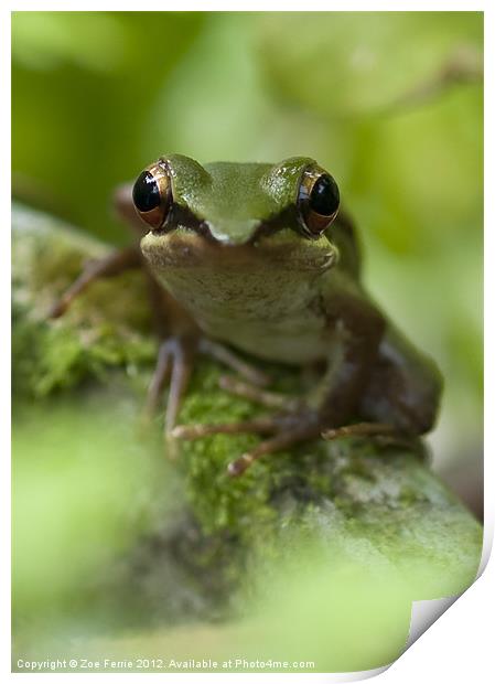 Asian Frog sitting by a pond Print by Zoe Ferrie