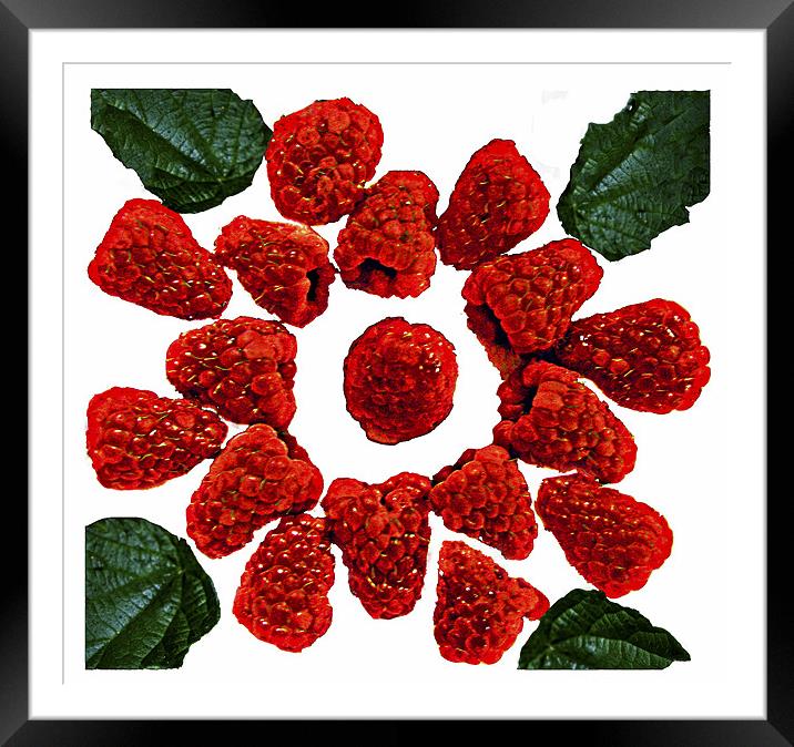 Raspberries on White Framed Mounted Print by Derek Vines
