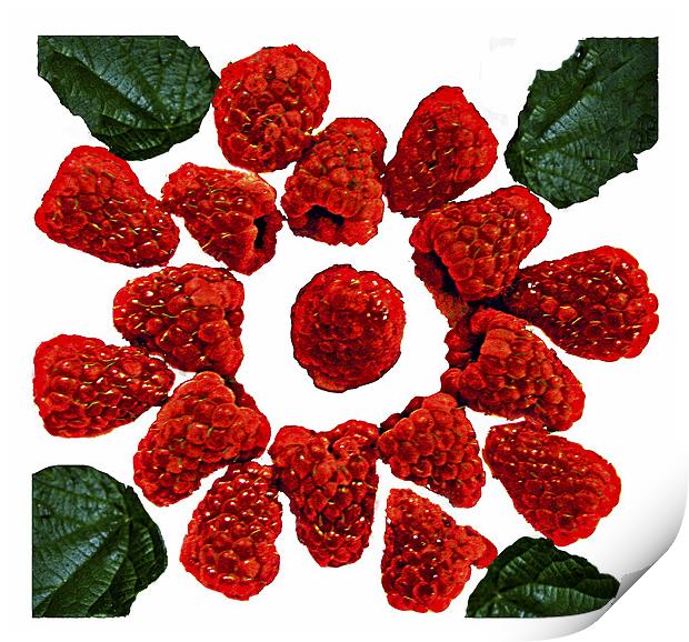 Raspberries on White Print by Derek Vines
