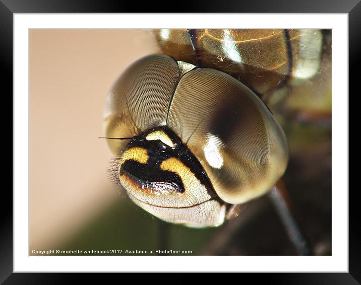 Dragonfly Close Framed Mounted Print by michelle whitebrook