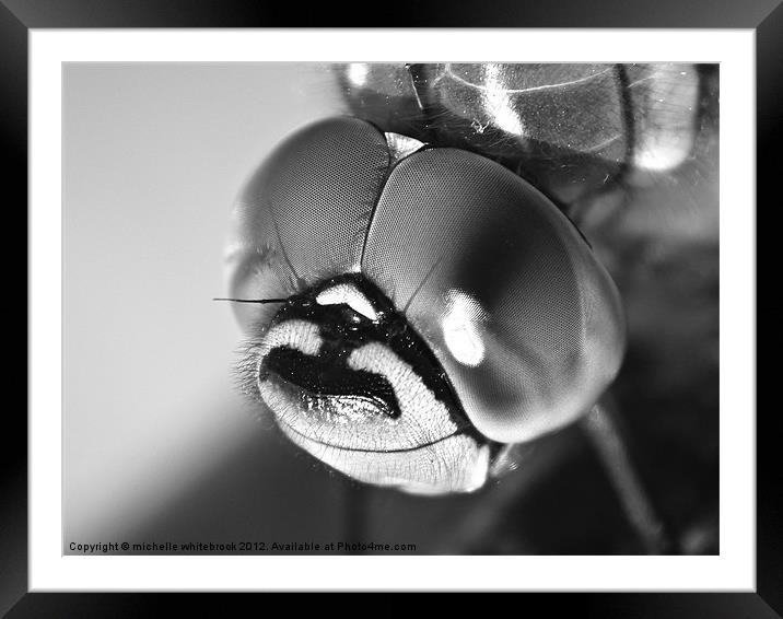 Dragon fly Close B/W Framed Mounted Print by michelle whitebrook