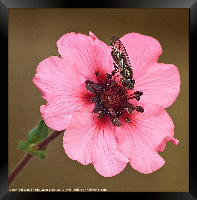 Spot of lunch Framed Print by michelle whitebrook