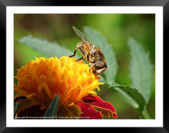 hover fly 7 Framed Mounted Print by michelle whitebrook