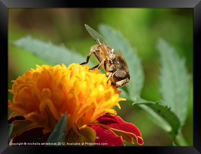 hover fly 7 Framed Print by michelle whitebrook