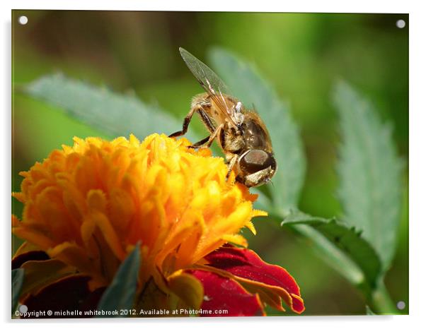 hover fly 7 Acrylic by michelle whitebrook