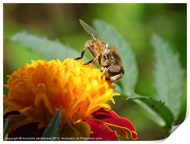 hover fly 7 Print by michelle whitebrook