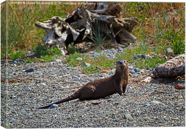 Watchful Otter Canvas Print by Louise Heusinkveld