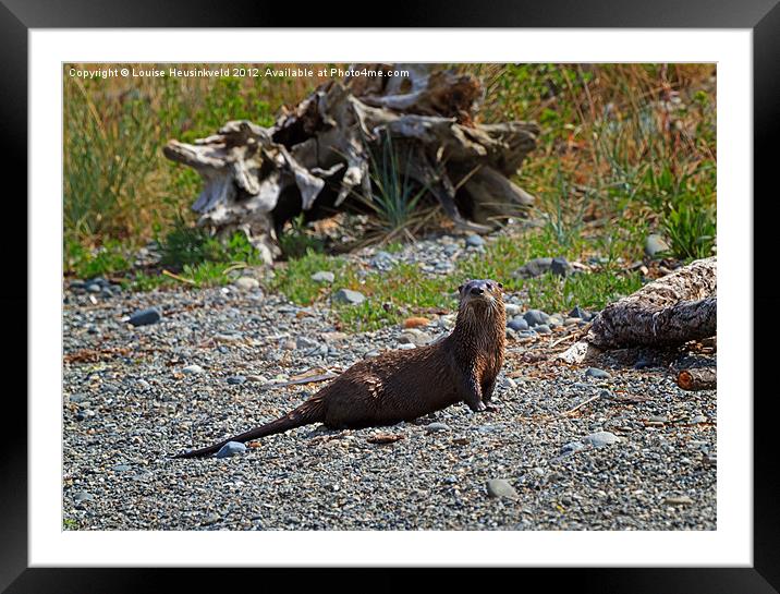 Watchful Otter Framed Mounted Print by Louise Heusinkveld
