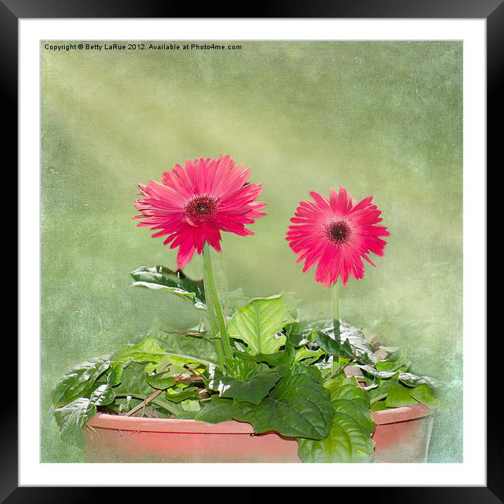 Reaching For the Light Framed Mounted Print by Betty LaRue