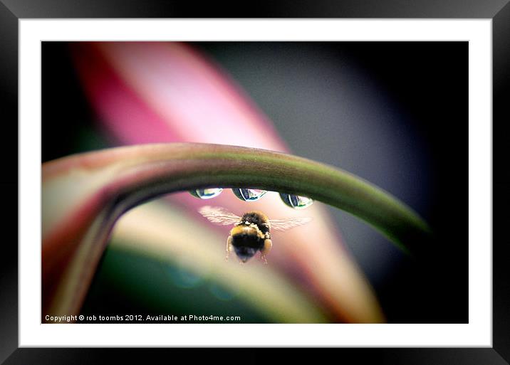 THREE DROPS AND A BEE Framed Mounted Print by Rob Toombs
