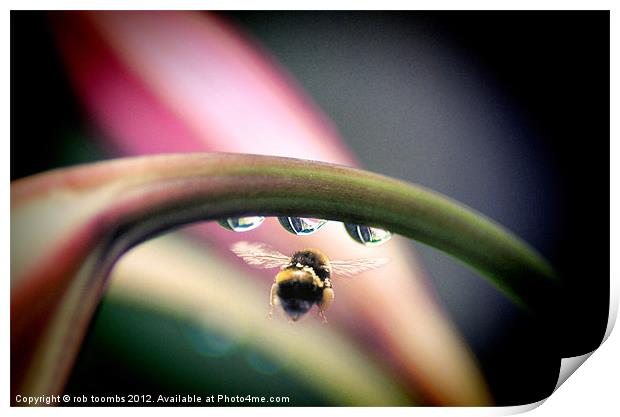 THREE DROPS AND A BEE Print by Rob Toombs