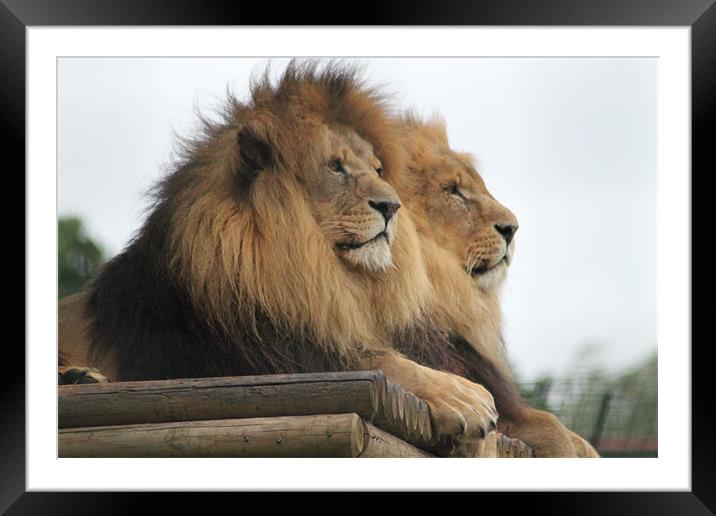 The boys on watch ! Framed Mounted Print by karen grist