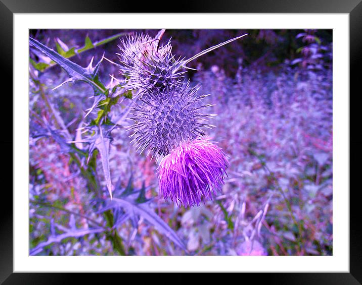 Abstract Thistle Framed Mounted Print by Donna Townsend